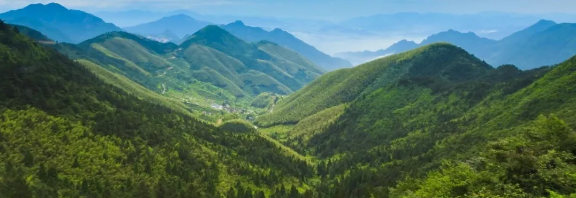 智慧護林有妙招，看太子山如何用科技守護森林